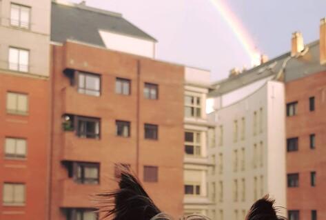 Dog looking at raibow over builldings