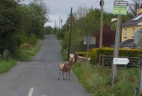 Picture of road in North County Monaghan during the Covid 19 lockdown